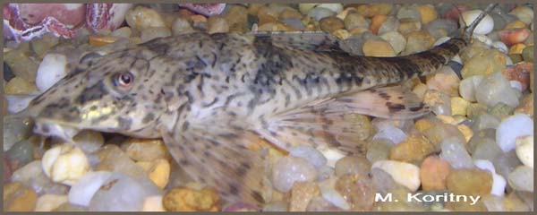 Hemiloricaria eigenmanni